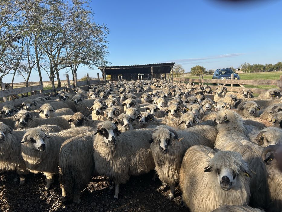 200 de oi de vanzare