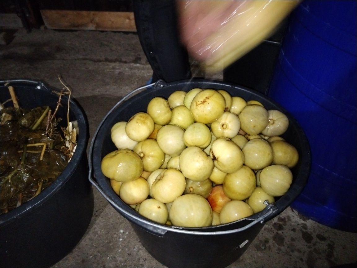 Gogonele murate 5leikg.