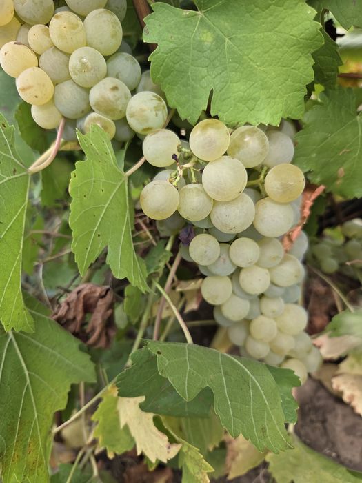 Vând struguri de vin productie 2025