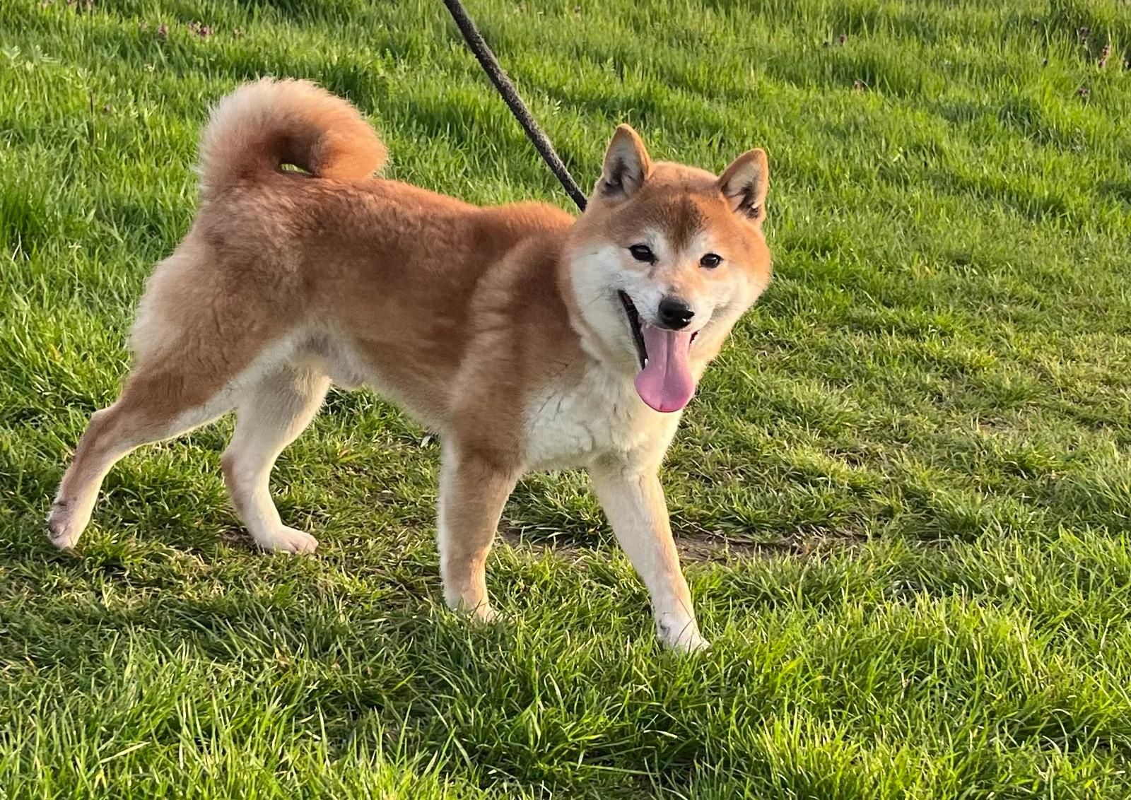 Shiba Inu cu pedigree