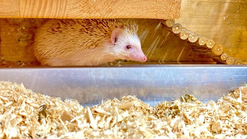 Декоративно таралежче