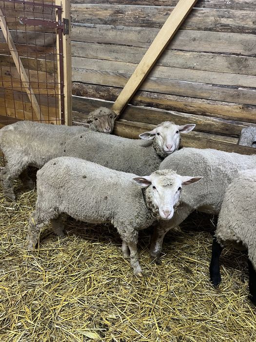 Mielute de vanzare metis texel