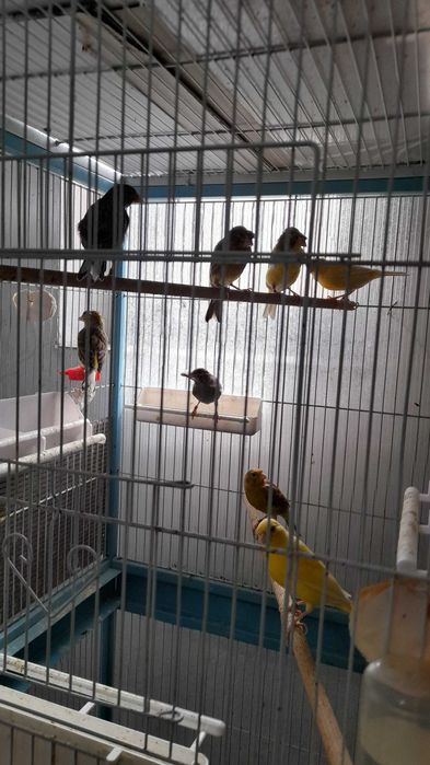 Vând Canari Timbrado