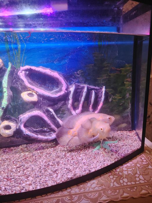 Astranatus Baliqi Sotiladi