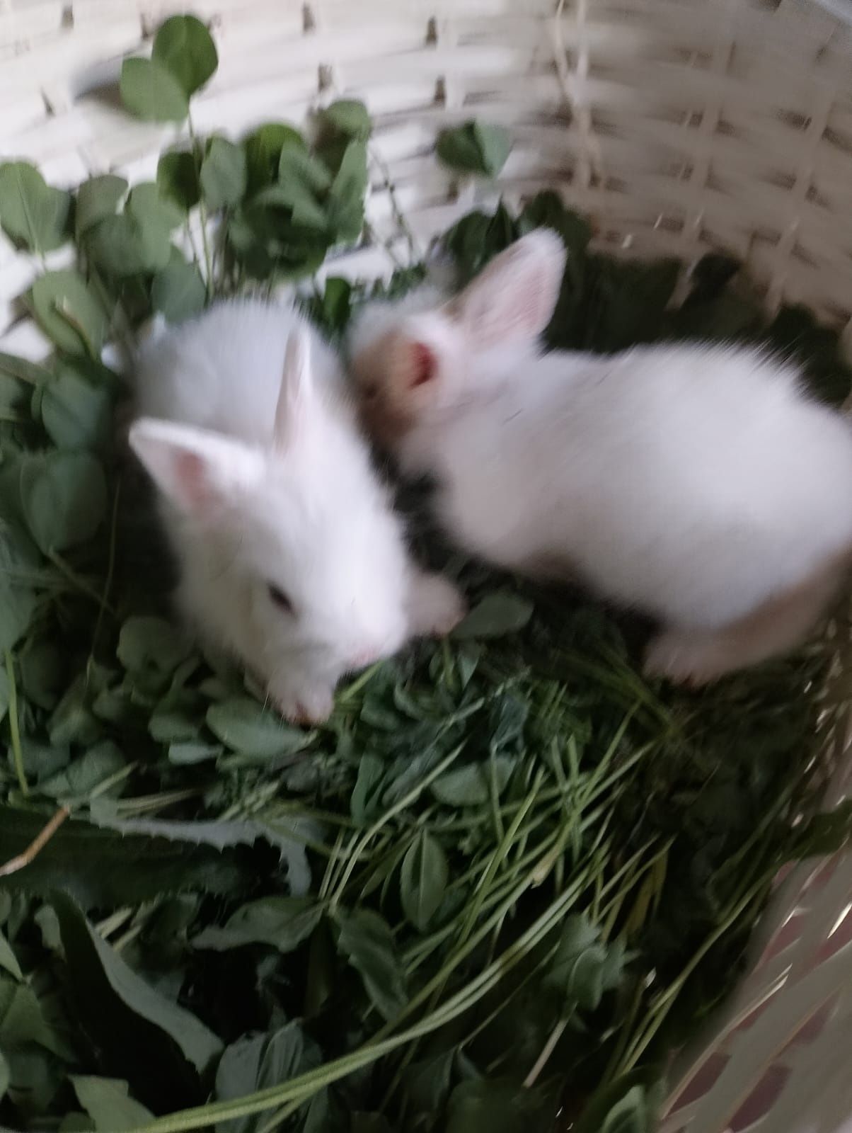 Pui iepurasi rasa pitica nu cresc mari