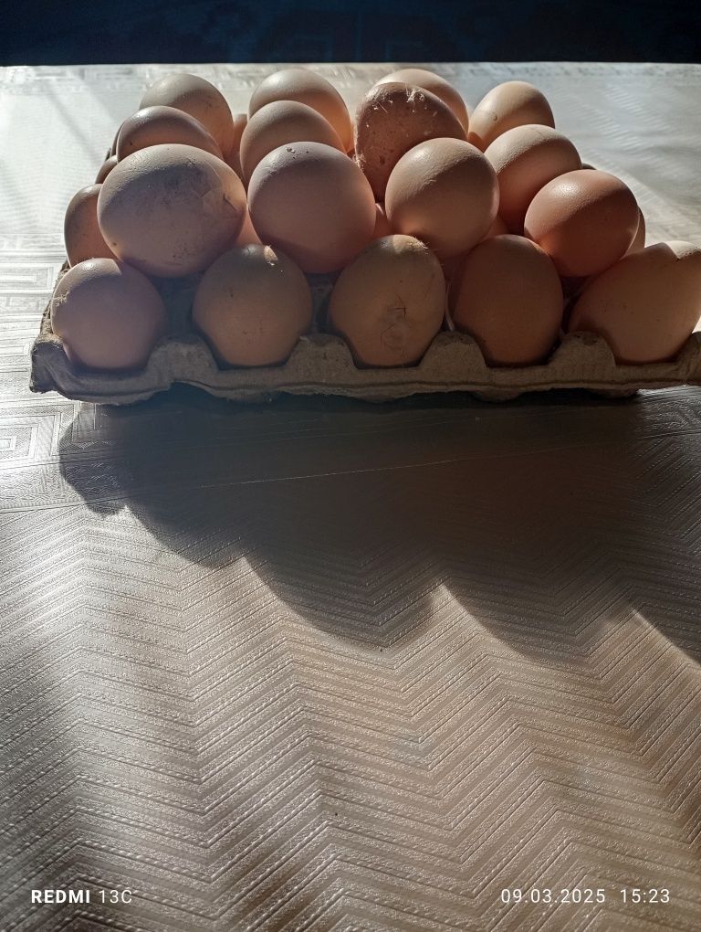 Vând oua de casa