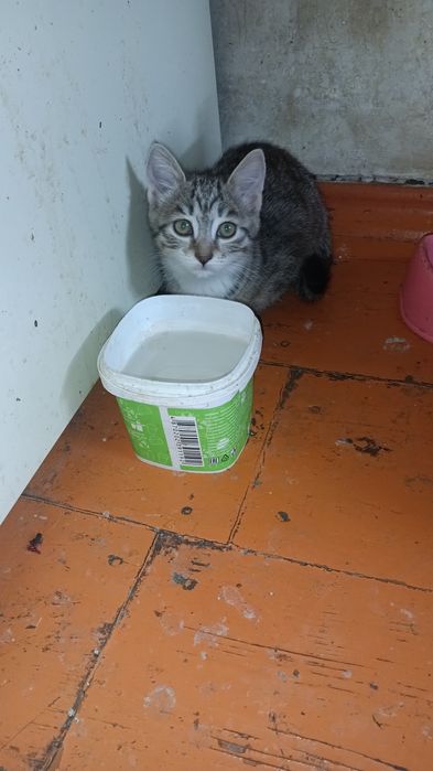 Отдам в хорошие руки  котенка