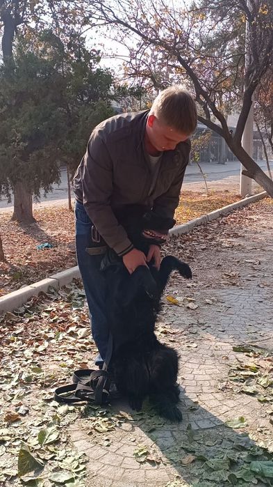 Продам немецкую овчарку длинношерстную