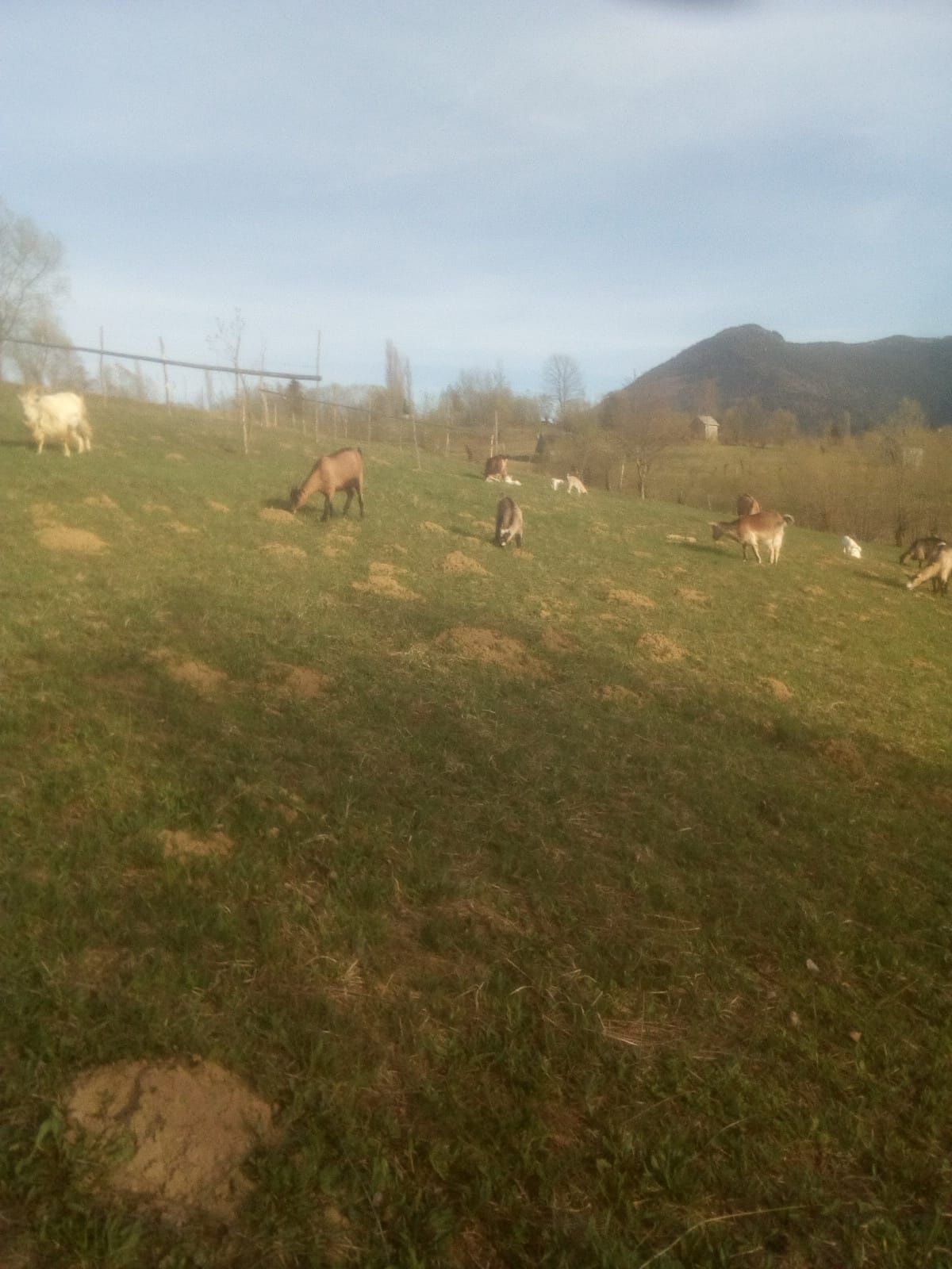 Capre cu iezi de vânzare din Borșa judetul Maramureș