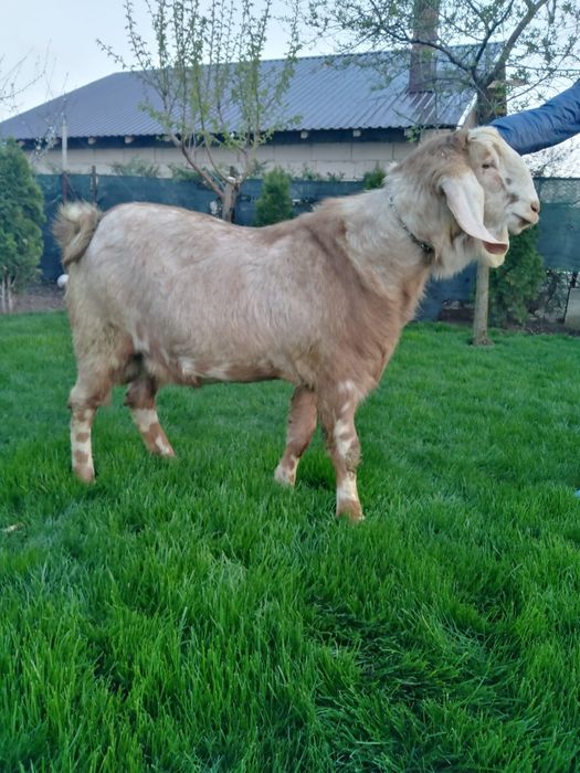 Capra gestanta la prima fatare