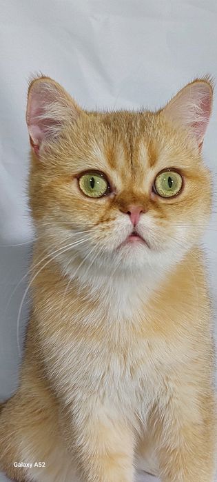 Продаётся  мальчик  очень  сладкий  и ласковый  породы  британский