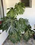 Monstera thai constellation Floare Philodendron/ filodendron