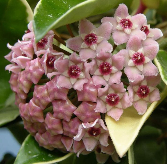 Хойя ‘Krimson Queen’ (или ‘Tricolor’). Экзотический сорт хойи.