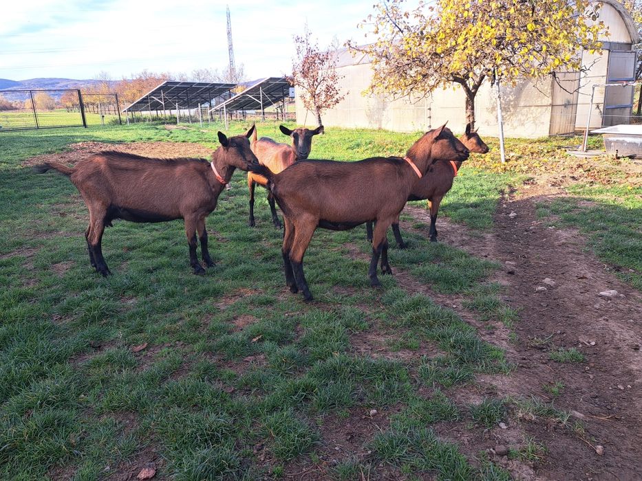 Vand 3 capre alpine si o ieduta