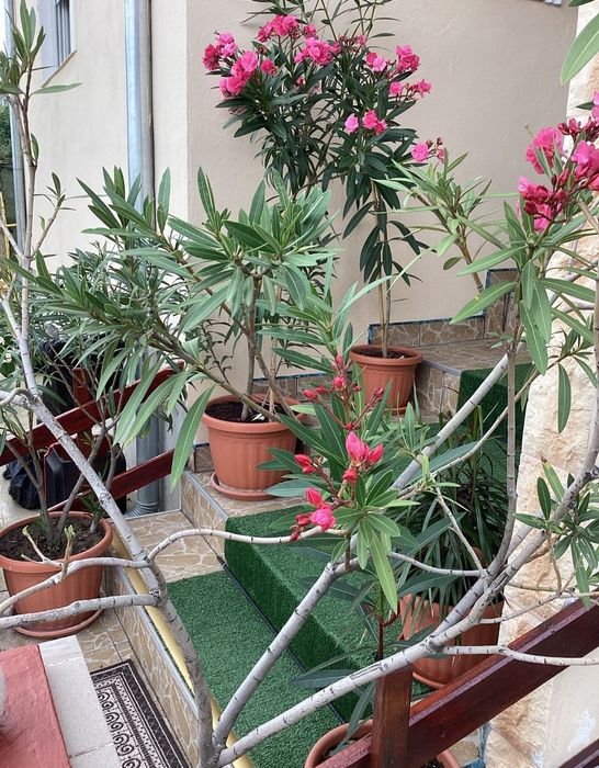 Leandrii roz, parfumati