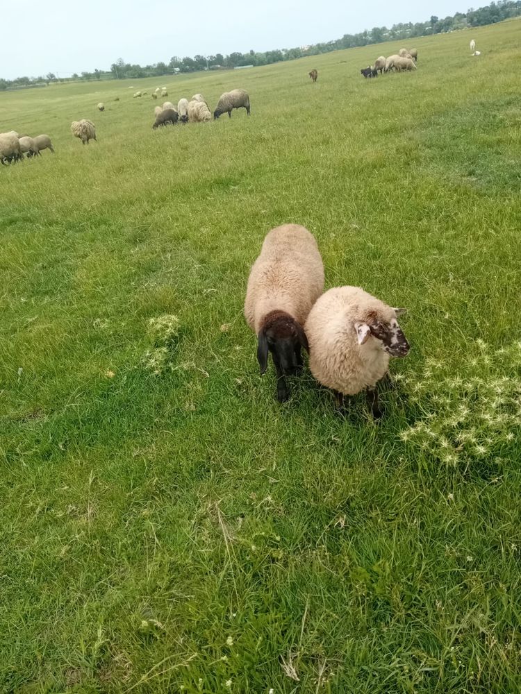 Vand miei tigai si carabasi