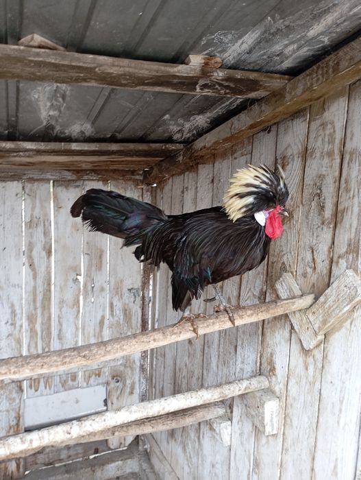 Cocosi moțată olandeză 2024