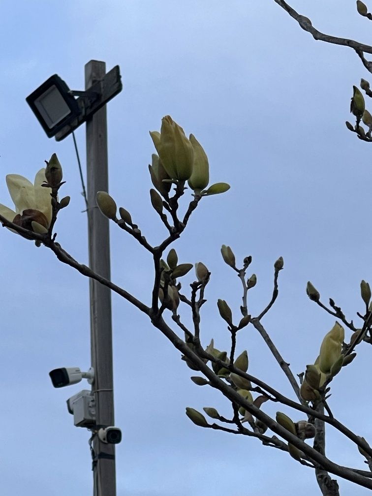 Plante ornamentale aclimatizate