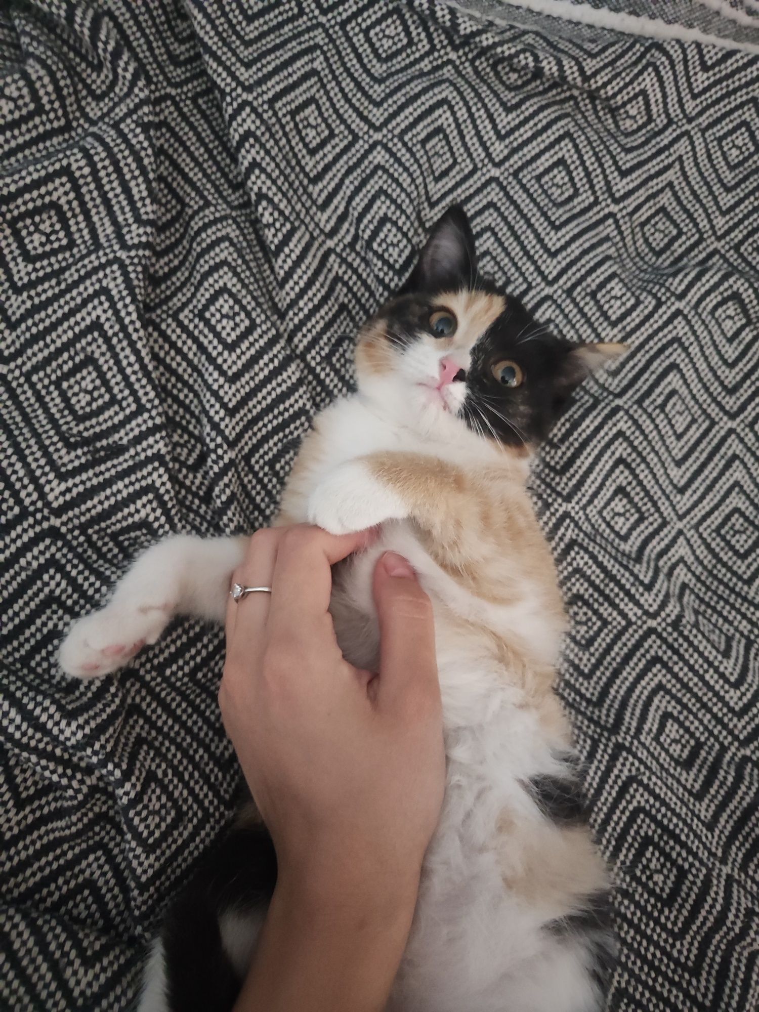 Котёночек девочка ищет дом