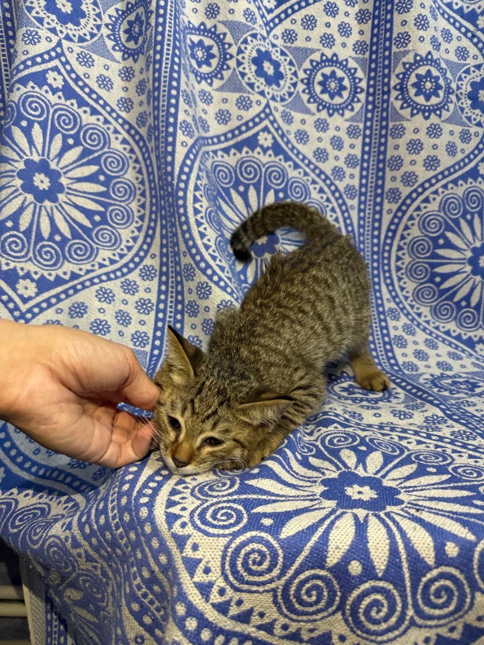 Пристраивается котенок. Мальчик, 2-2.5 месяца. Бесплатно