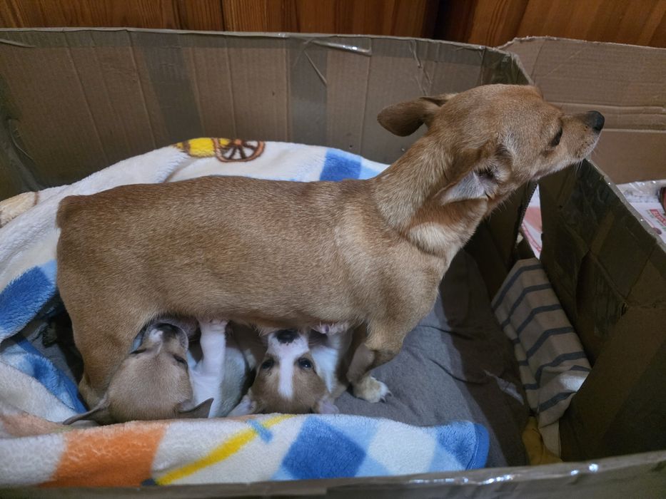 Кученца от дребна порода