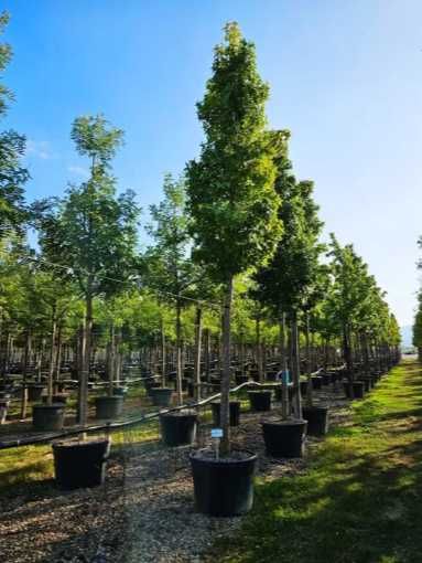 Arțar, tei și mesteacăn alb – combinații ideale pentru grădini