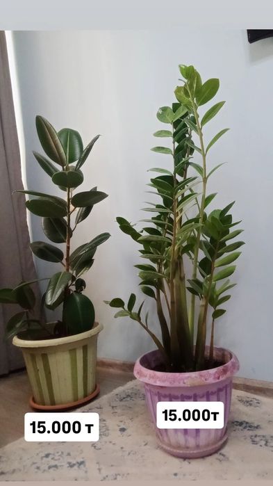 Напольные цветы Фикус и Замиокулькас