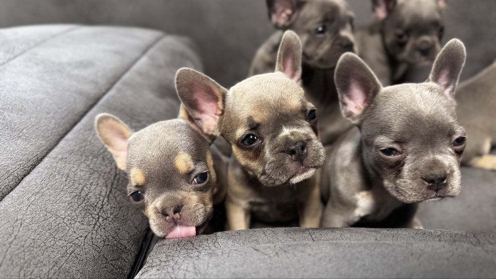 Френски булдог / Frenchie