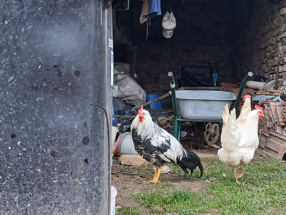 Vând cocoş Italian argintiu 4 luni
