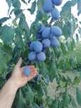 Prune de vanzare