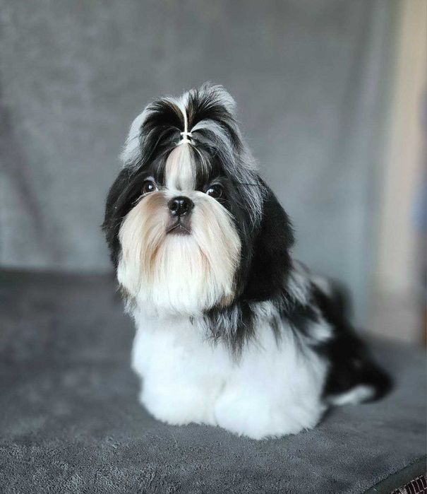 Băiat Shih Tzu în vârstă de 6 luni