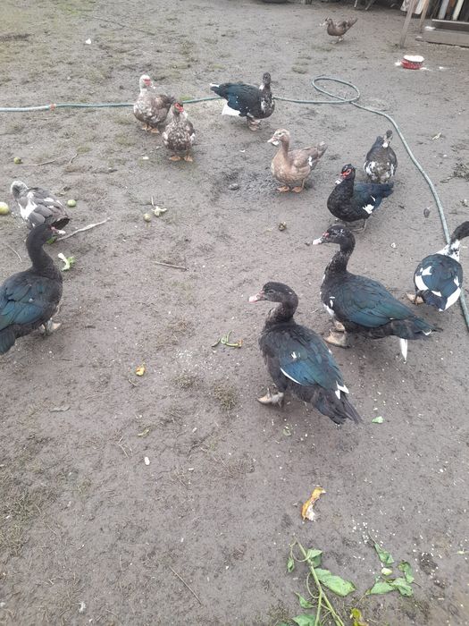 Vând rațe leșești