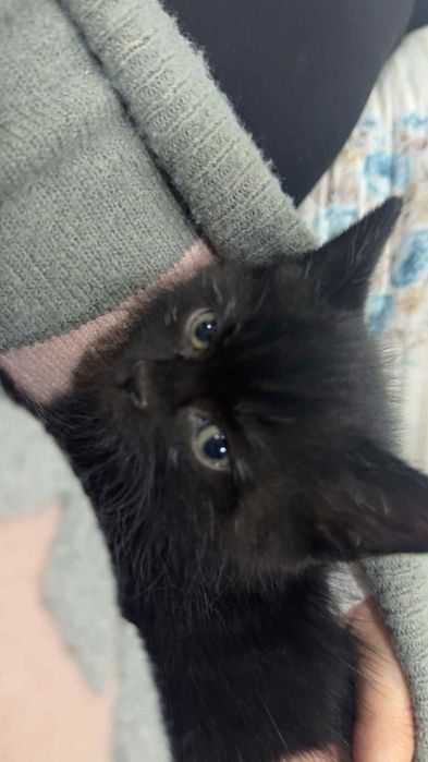 Британска мъжка котка