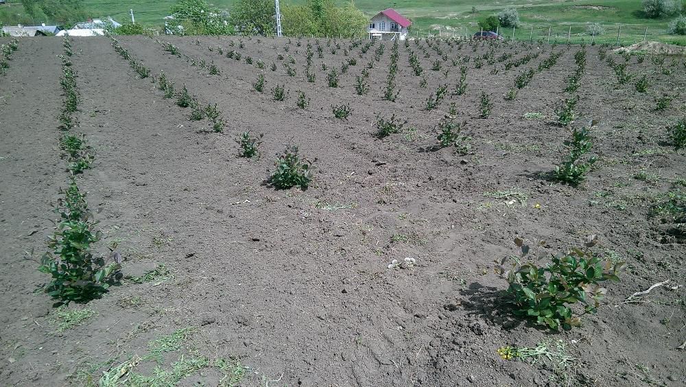 Aronia de 2 ani la super pret