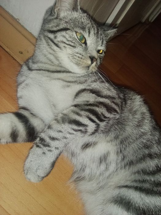 Продаю кошечку скотишстрай