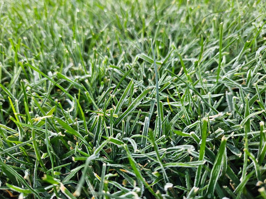 Îngrijire gazon, scarificare, aerare, însămânțare, irigații #Gardenix