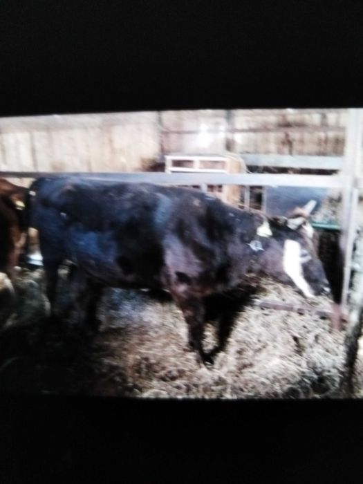 Продажа телка на мясо