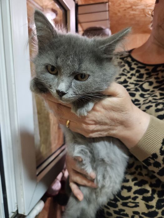 Милая,ласковая девочка только в заботливые руки