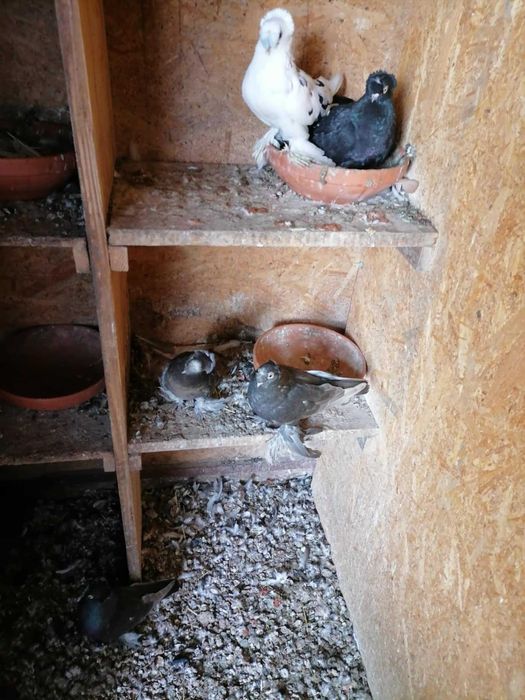 Vand porumbei rasa jucatori de Botosani