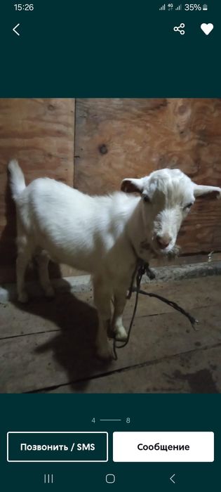 Теке, Козёл зааненский продам либо обмен