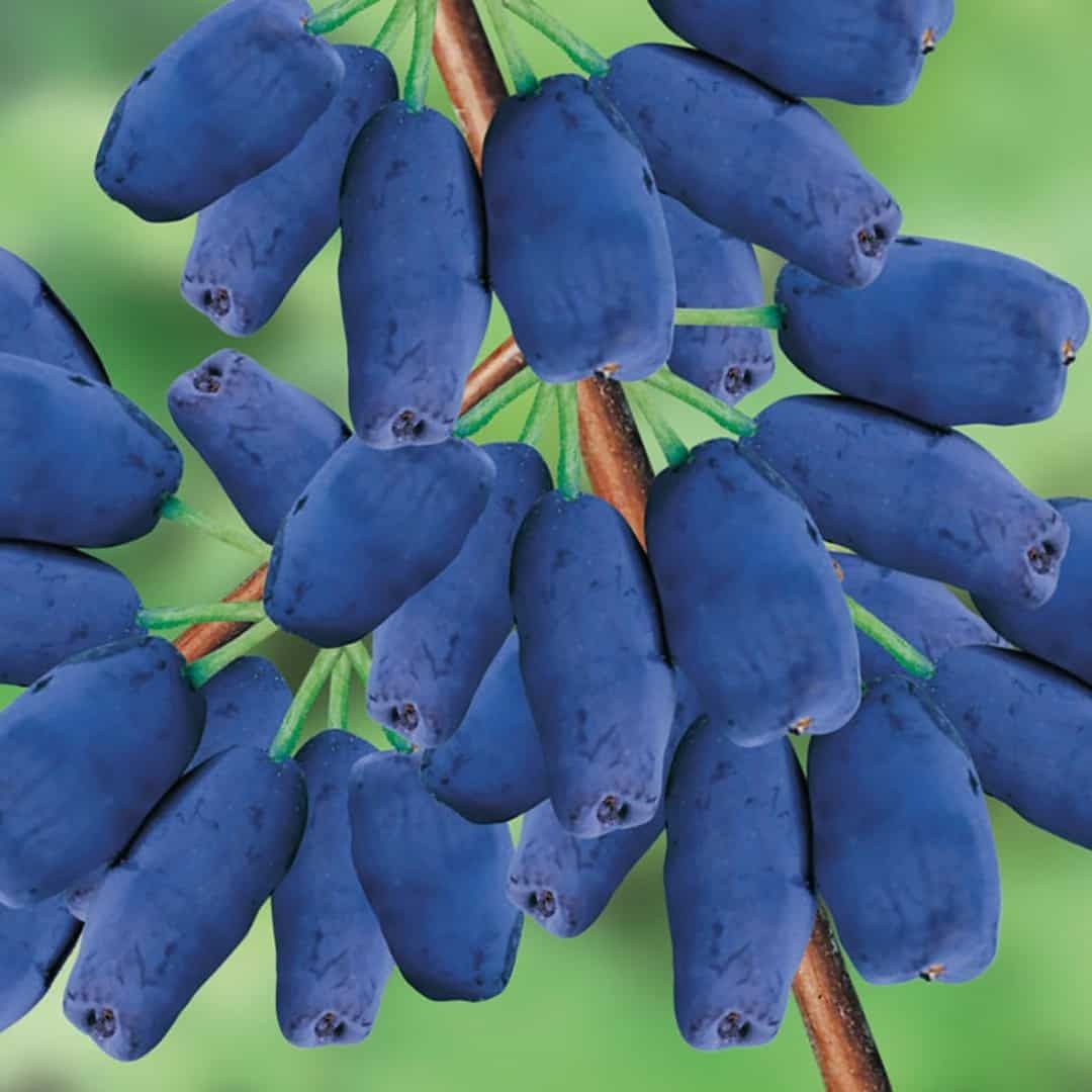 Vând trandafiri de dulceață la ghiveci și afine siberian la  ghiveci