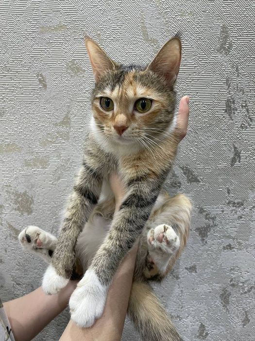 Кошки домашние Мать и дети