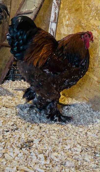Tineret Brahma ..