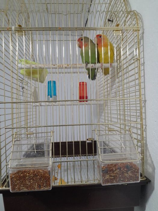 Папугай продам пары