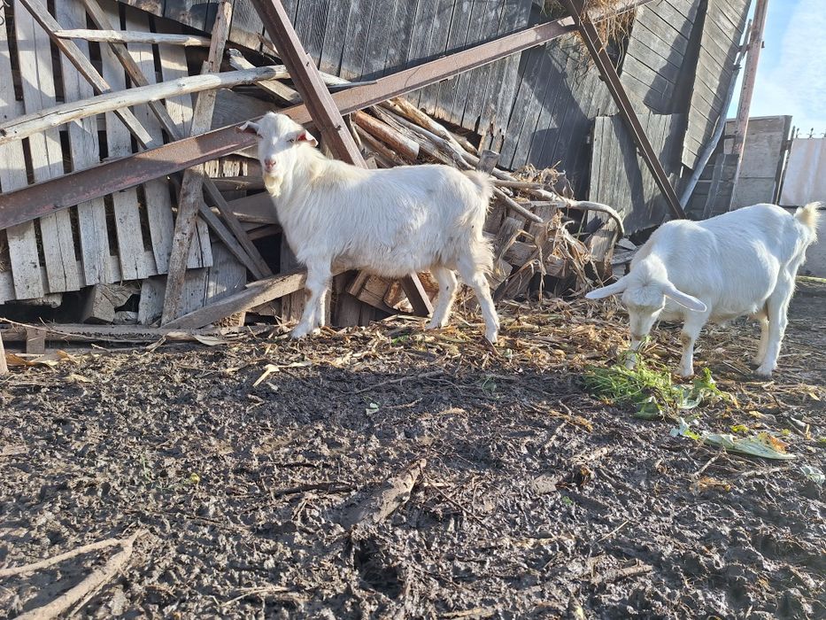 Vand țap șut genetic