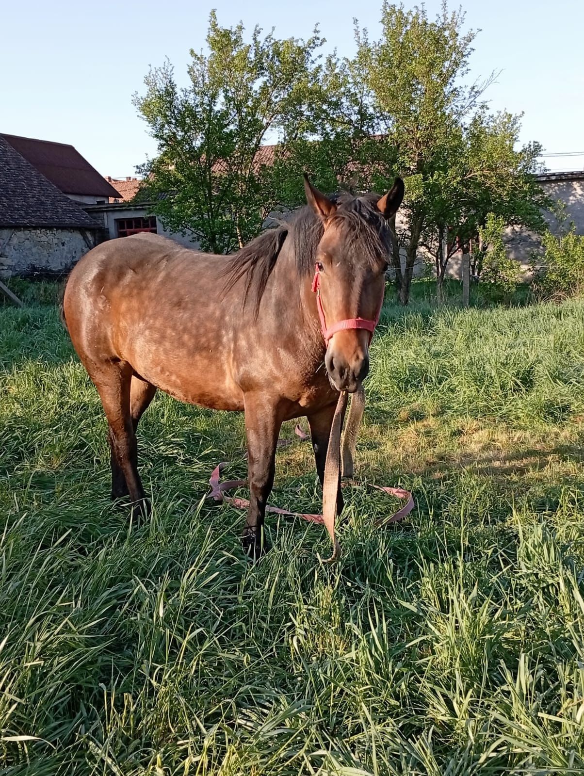 Mânză de 2 ani ...