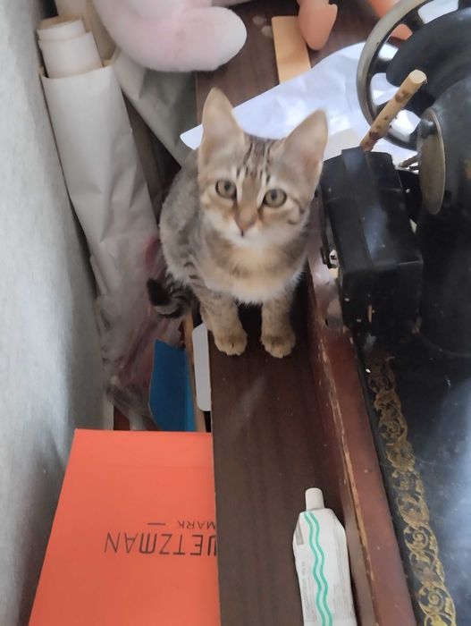 Мальчишка котик в добрые ручки, тигровый окрас.