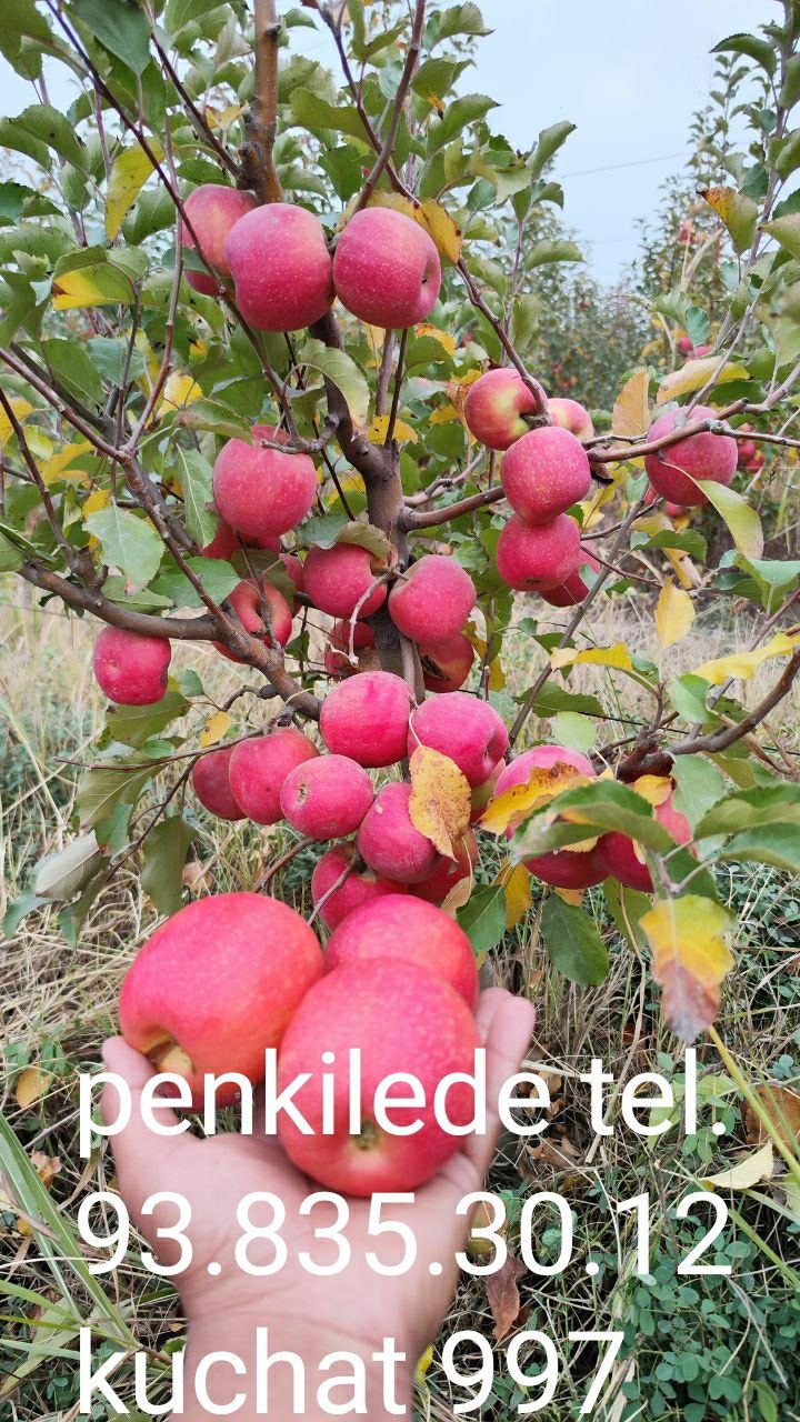 Karlek va polekarlek kuchatlar