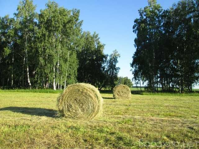 Продам сено в рулона