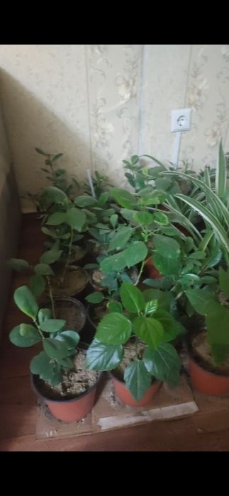 Гүл сатылады . 1500 теңгеден бағасы . алып кетсеңіздер болады.